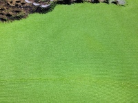 Gr cutsew-kezome2.jpg